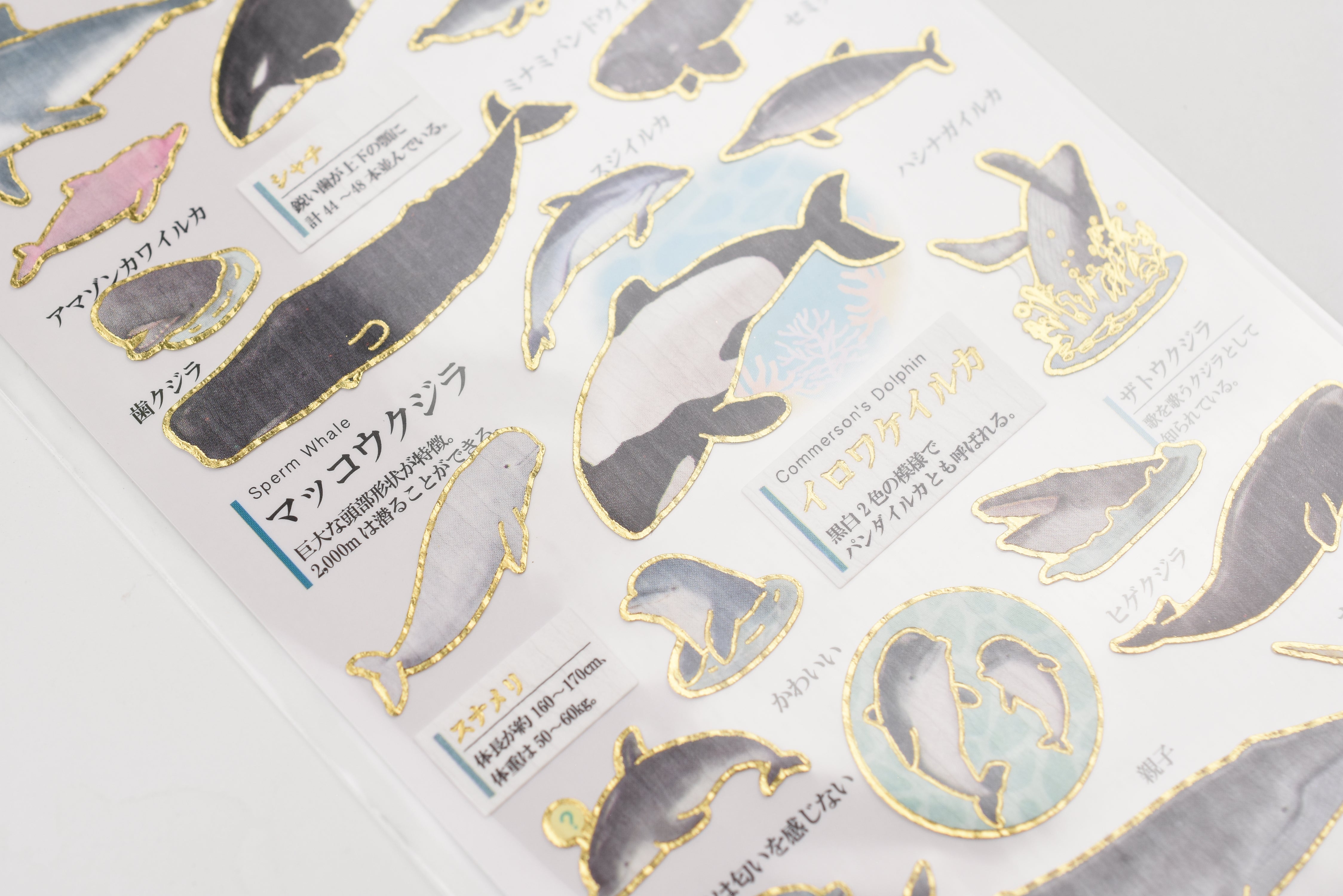 Kamio Adult Illustrated Picture Book Stickers - Dolphins & Whales