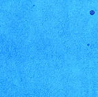 Bleu Pervenche