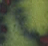 Crocodile Green - 5ml