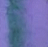 Hinoki - 5ml