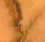 Honey Bee - 5ml