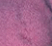 Pink Squirrel - 5ml