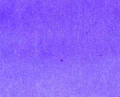 Violette Pensee